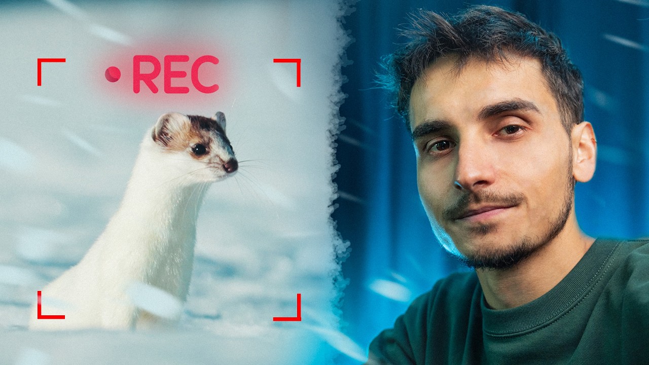 Les Hermines : un prédateur redoutable (et minuscule)