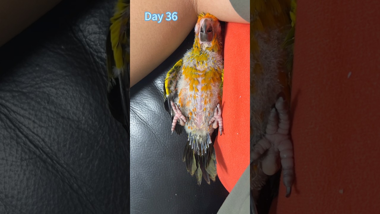 Baby Sun Conure, changes from 15 days to 365 days  #sunconure