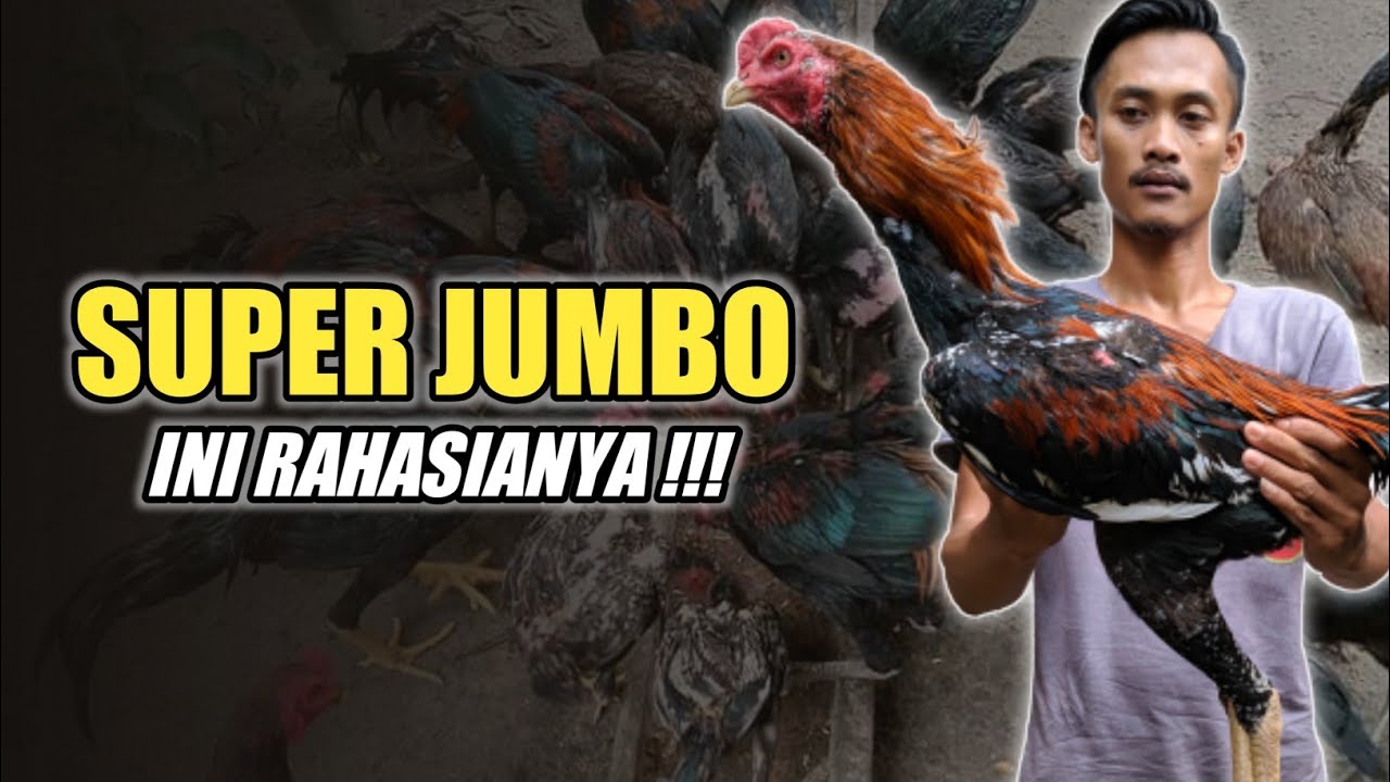 Jumbo‼️Inilah cara agar ayam cepat besar dan tinggi