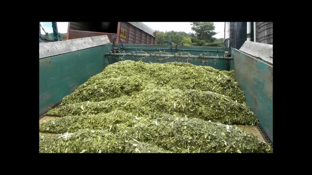 Unloading Corn Silage into Silo