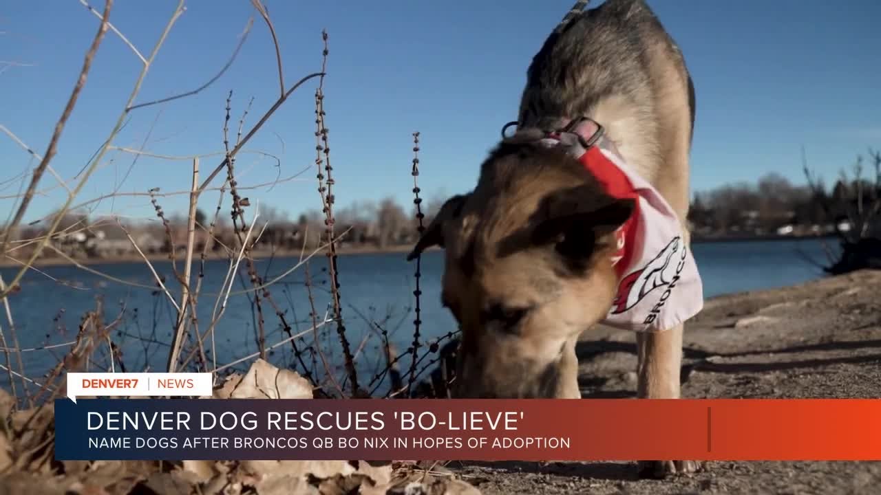 Playing the name game, local rescues name dogs after Broncos superstar Bo Nix