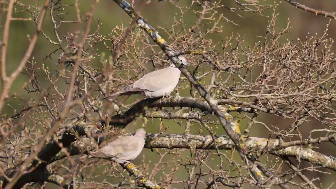 Homestead Albania - Windy love doves #birds