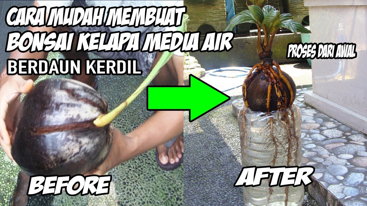 Cara Membuat Bonsai Kelapa Media Air Dari Awal
