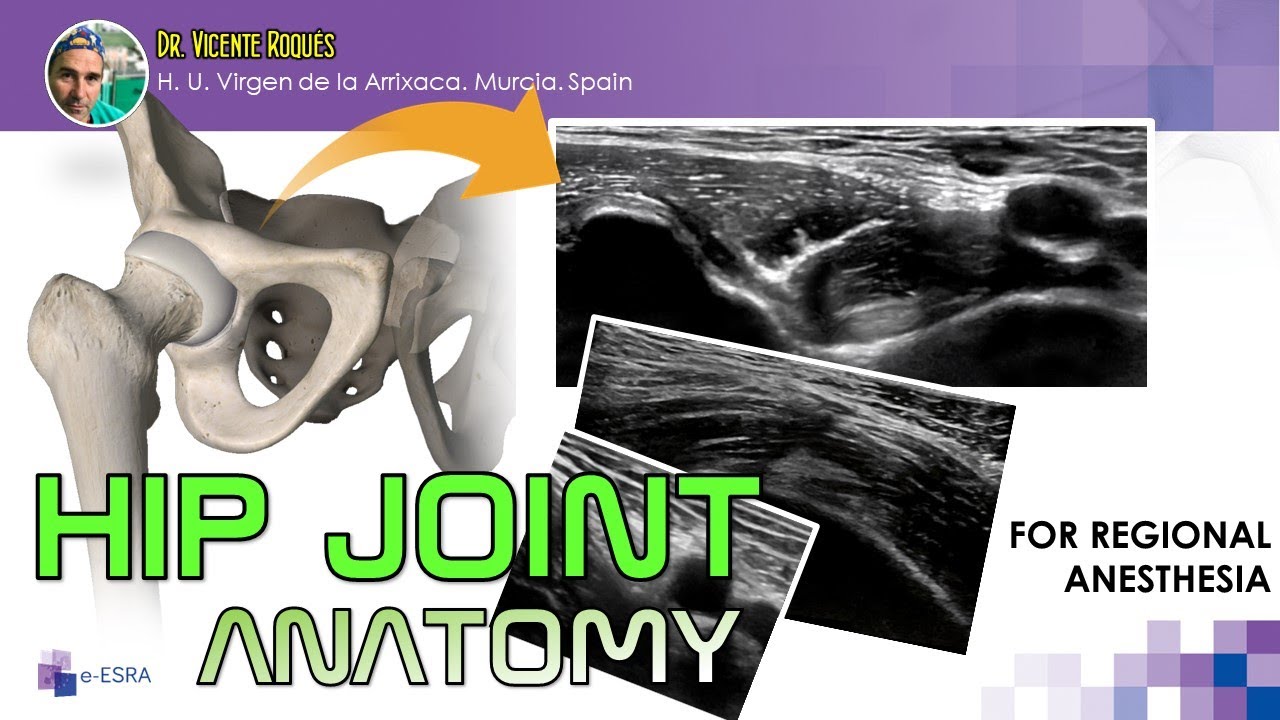 HIP JOINT ANATOMY FOR REGIONAL ANESTHESIA