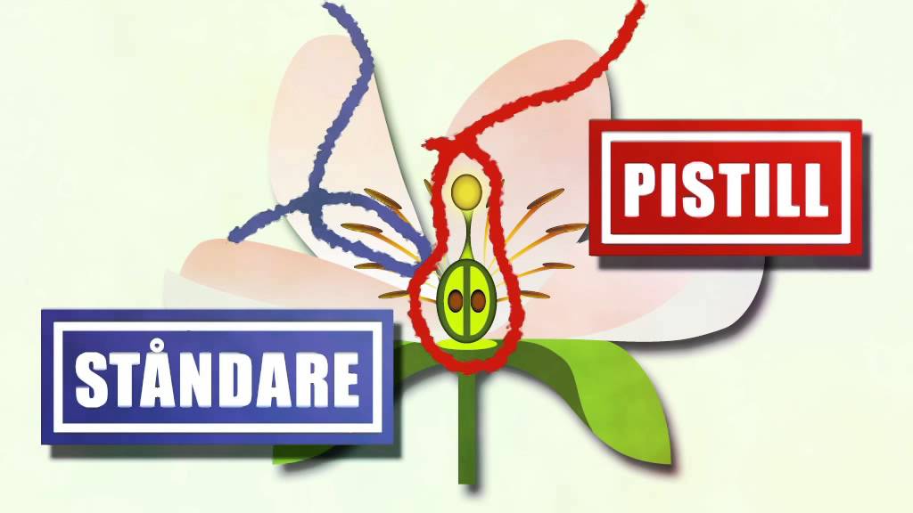 Blommor och fr&ouml;v&auml;xter (NO)