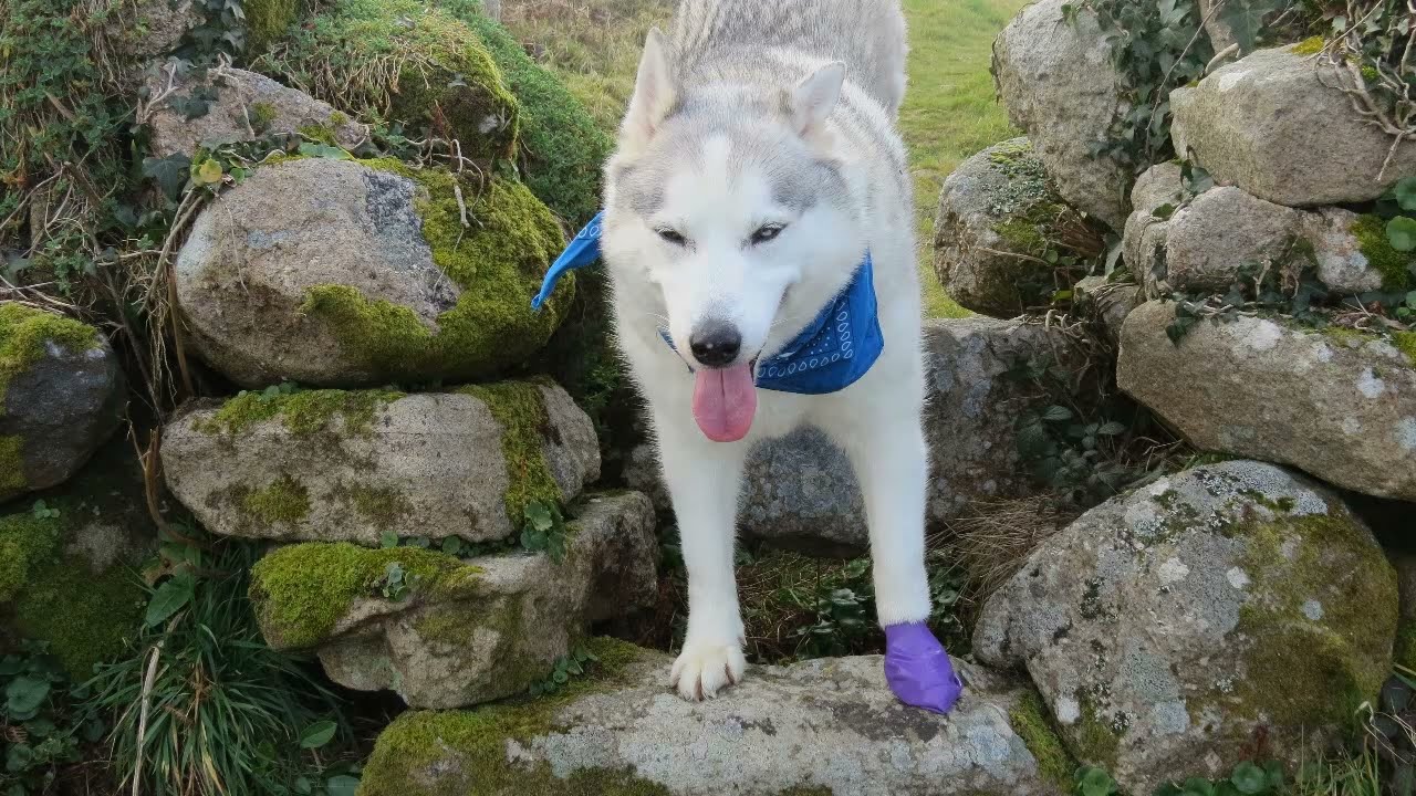 Husky OFF LEAD again at last .. found 'TURKEY' and saw a FOG-BOW