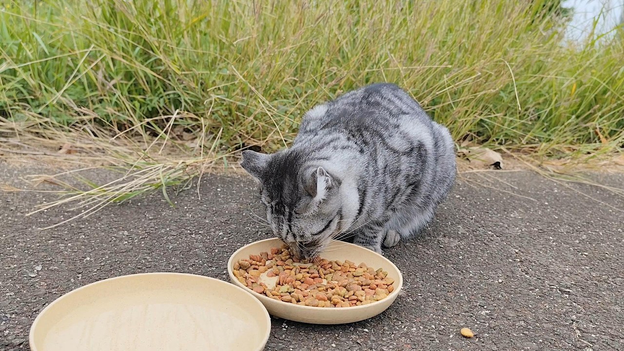 2025.11.28 猫巡り サバトラに美味しいカリカリと大好きなウェットフードを