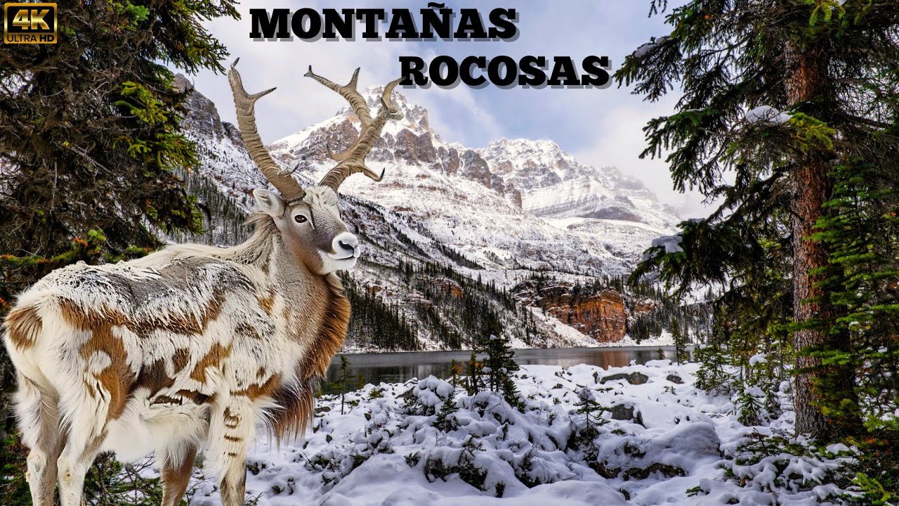 MONTA&Ntilde;AS ROCOSAS, Gigantes de Roca: Animales Donde El Clima Es Extremo y el Cielo Toca La Tierra
