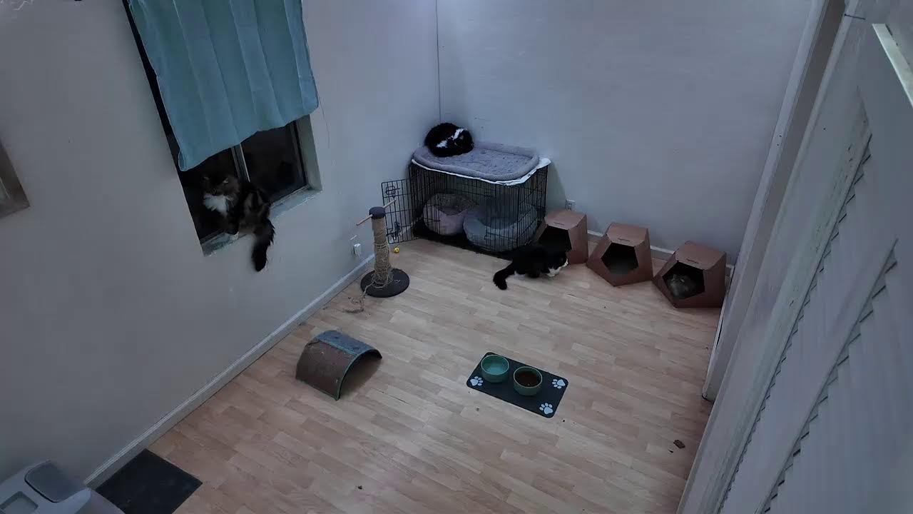 Mis gatos en vivo 🐈🐾🐾