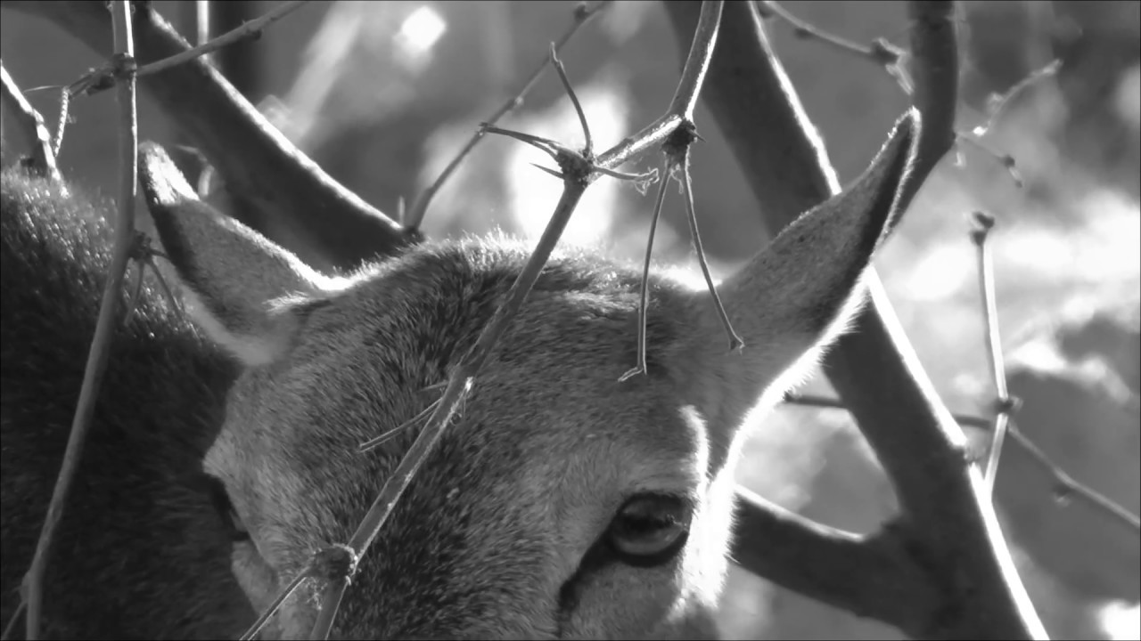 Meet The European Mouflon Sheep (Beautiful HD)