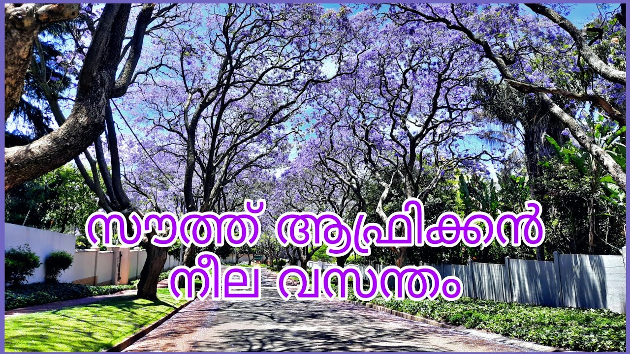 ജാക്കറാൻ്റ പൂത്ത വഴിയേ...| Jacaranda - The Purple Magic in Jo'burg | Johannesburg | South Africa