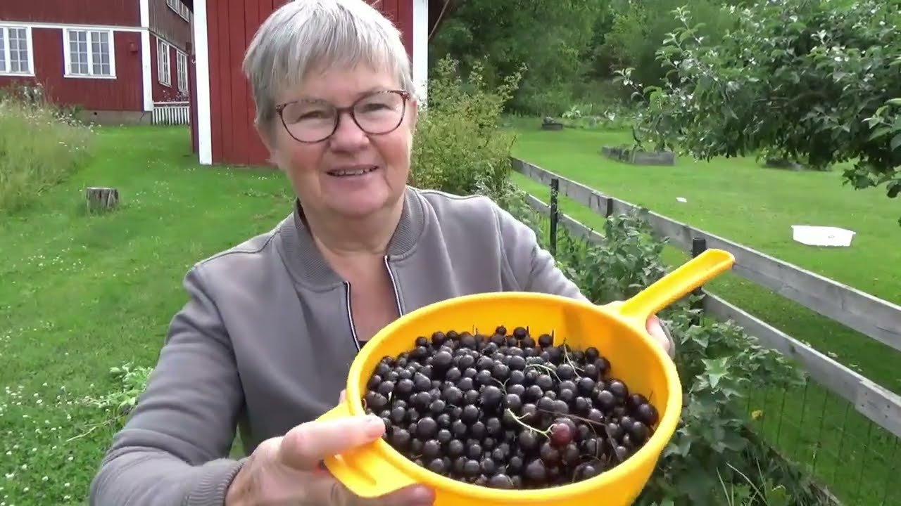 Avsnitt 30, 2023  Svarta vinbär och andra bär