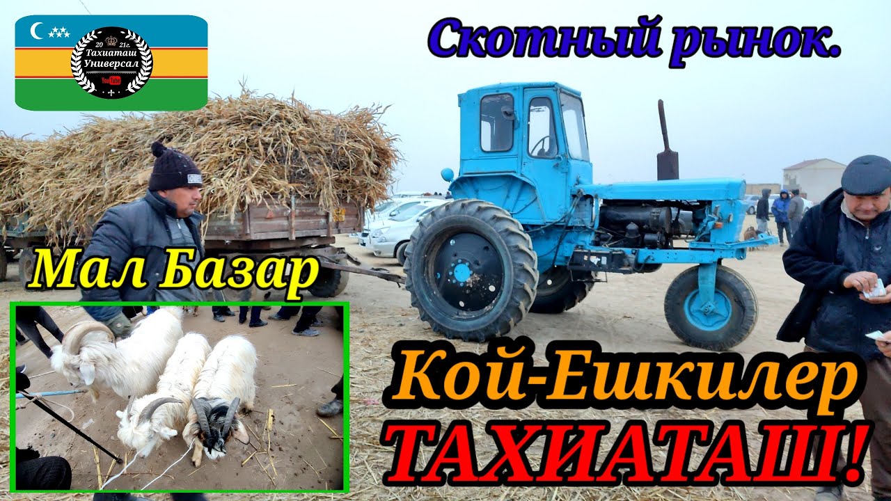 27.02.26ж.МАЛ БАЗАР СКОТНЫЙ РЫНОК #тахиаташ#каракалпакистан#бахалары#цены#кой#кошкар#ешки#серке#козы