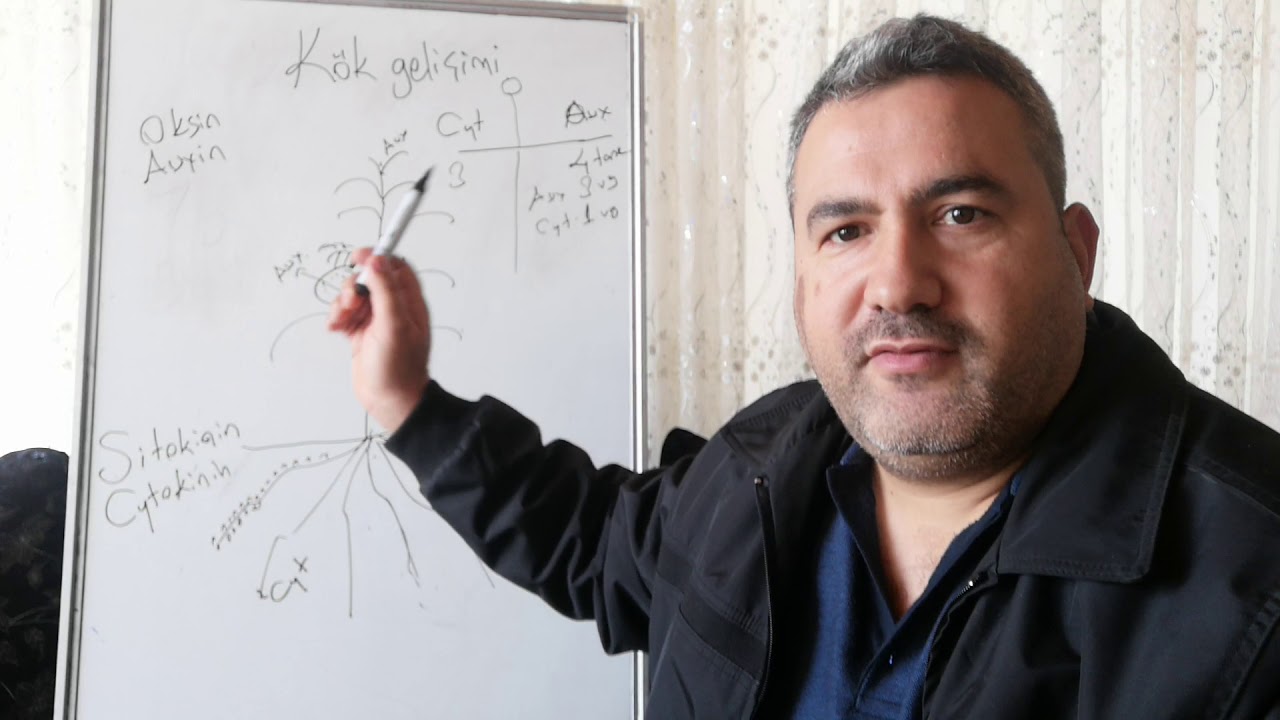 Kökler bitkinin temelidir, bitkilerde kök gelişimi
