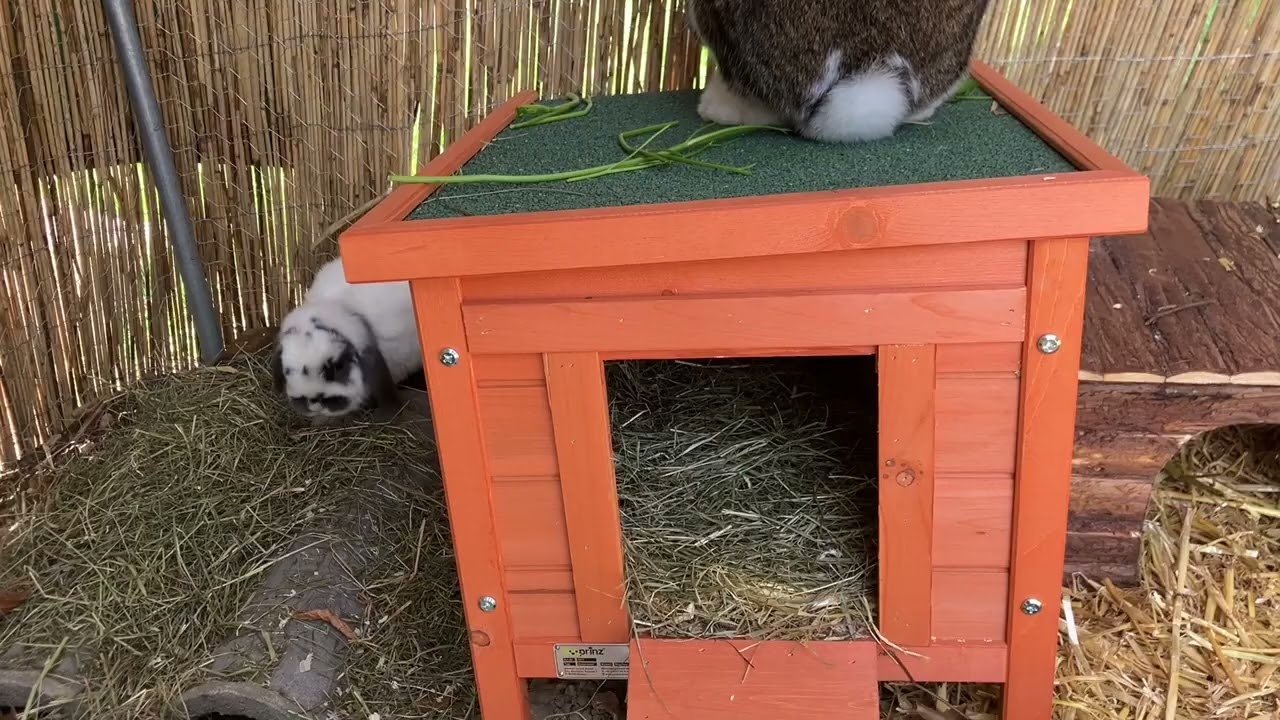 Erste Eindr&uuml;cke / Kaninchen im neuen Gehege 