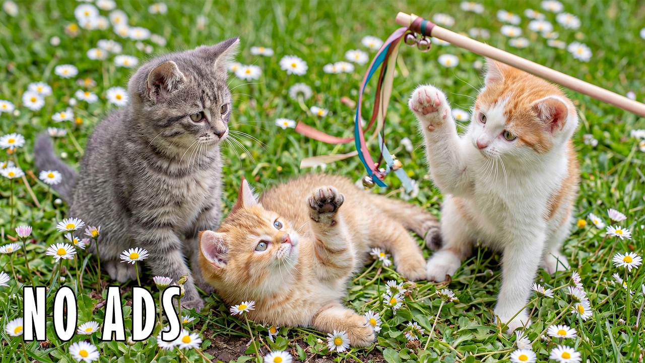 12 Hours Of Music For Cat to Fall Into Deep Sleep🐈Stress Relief💤 Heal Stress For Cat Soothing Piano