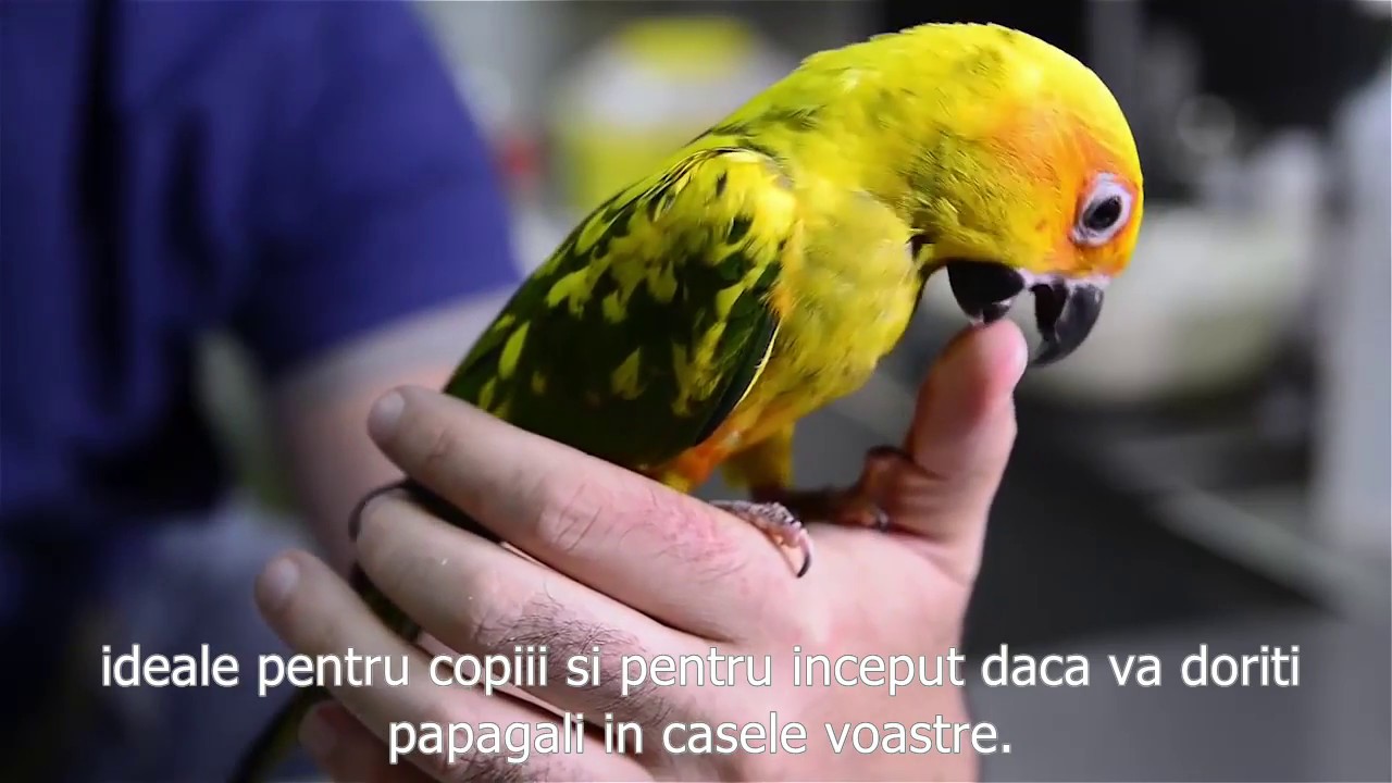 PASARI - Papagal Aratinga Soarelui - O pasare foarte jucausa