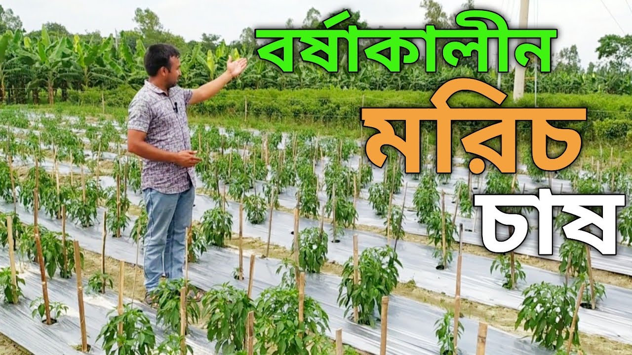 বর্ষাকালীন মরিচ চাষ পদ্ধতি !!