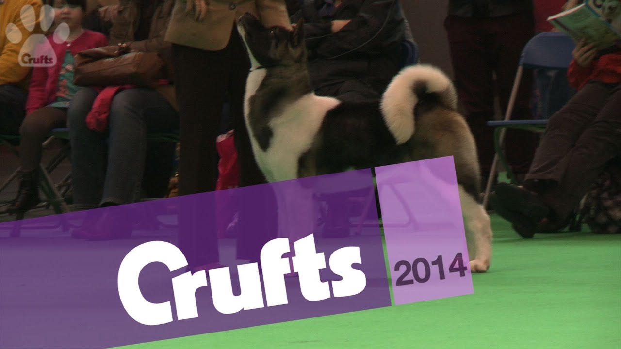 Akita | Best of Breed | Crufts 2014