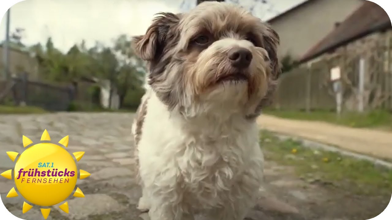 Hundefriseure in der Krise - ist der Luxus zu teuer geworden? | SAT.1 Frühstücksfernsehen