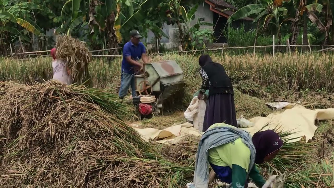 PART 2 Merontokkan padi menggunakan mesin threaser / panen padi di belAkang rumah