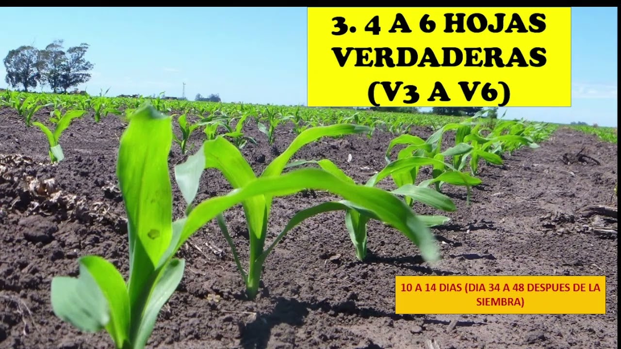 CORN CULTIVATION: 7 GROWTH STAGES (VEGETATIVE) | SUCCESSFUL CULTIVATION | AGRONOMY