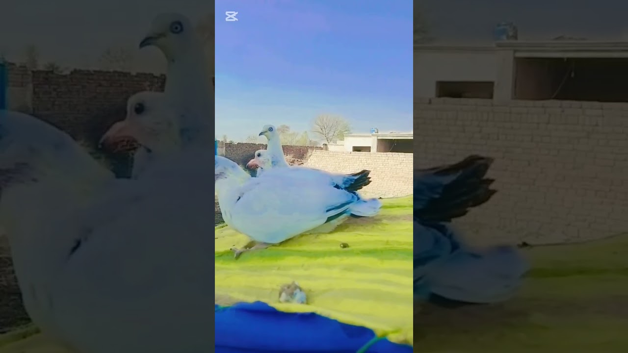 Pigeon new baby pigeon entry 🚫||#kabootar 
