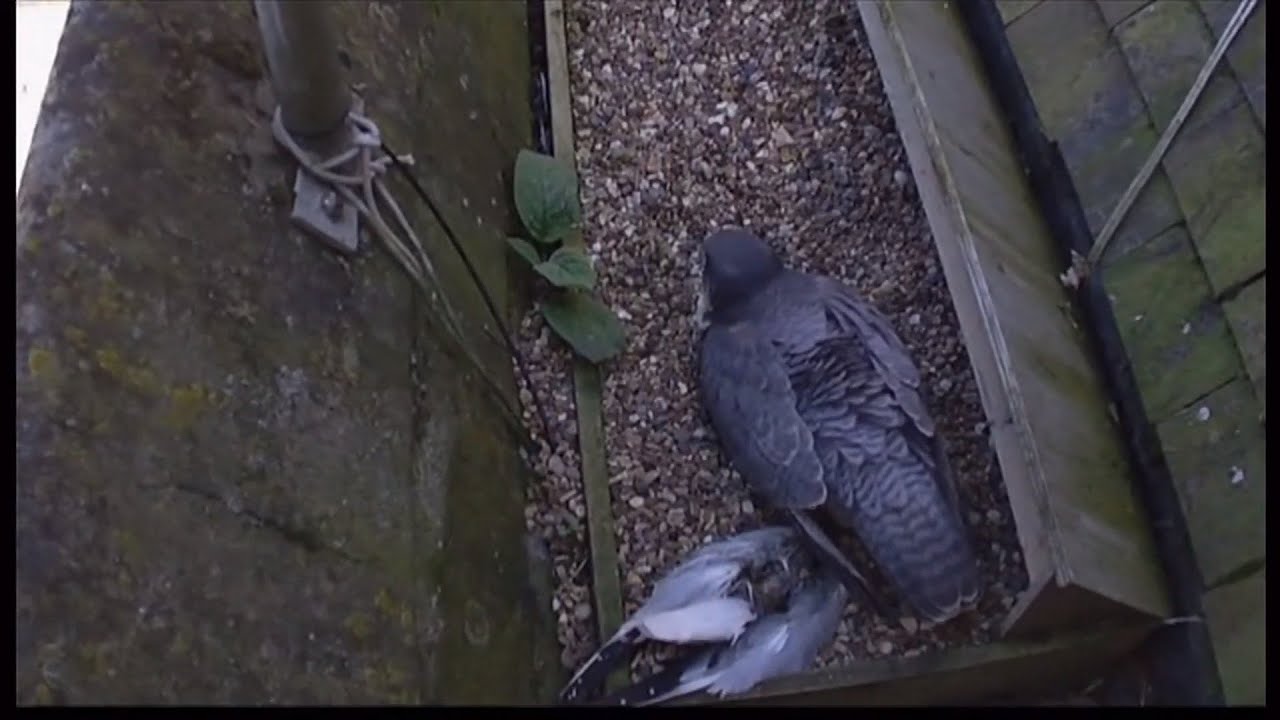 St Albans: Live stream of peregrine falcon nest at cathedral launched, as they have returned (UK)