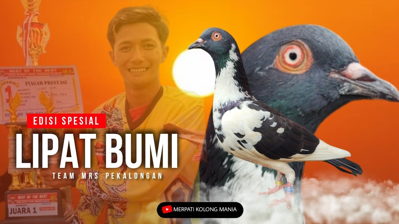EDISI SPESIAL Merpati LosS Atas Tusuk Bawah ‼️ LIPAT BUMI Keponakan Cakra Bumi Team Elite