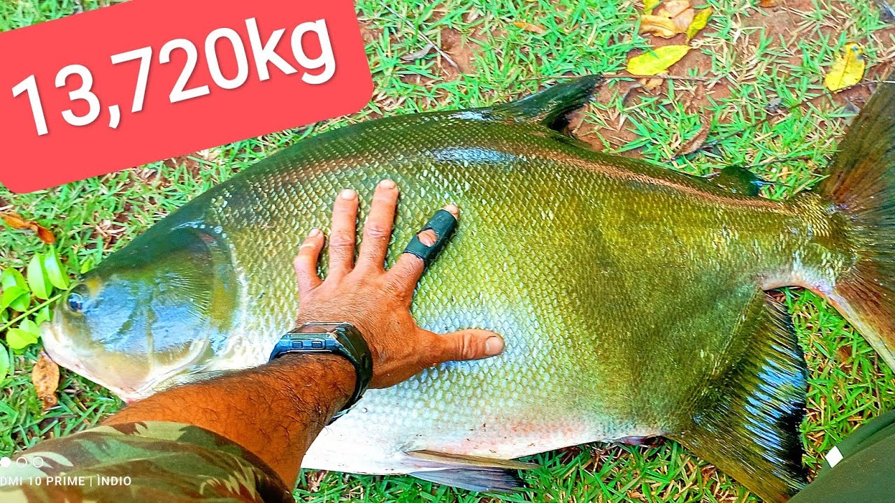 🔥COM ESTILINGUE ? SÓ VENDO PRA ACREDITAR! SLINGSHOT FISHING 🇧🇷