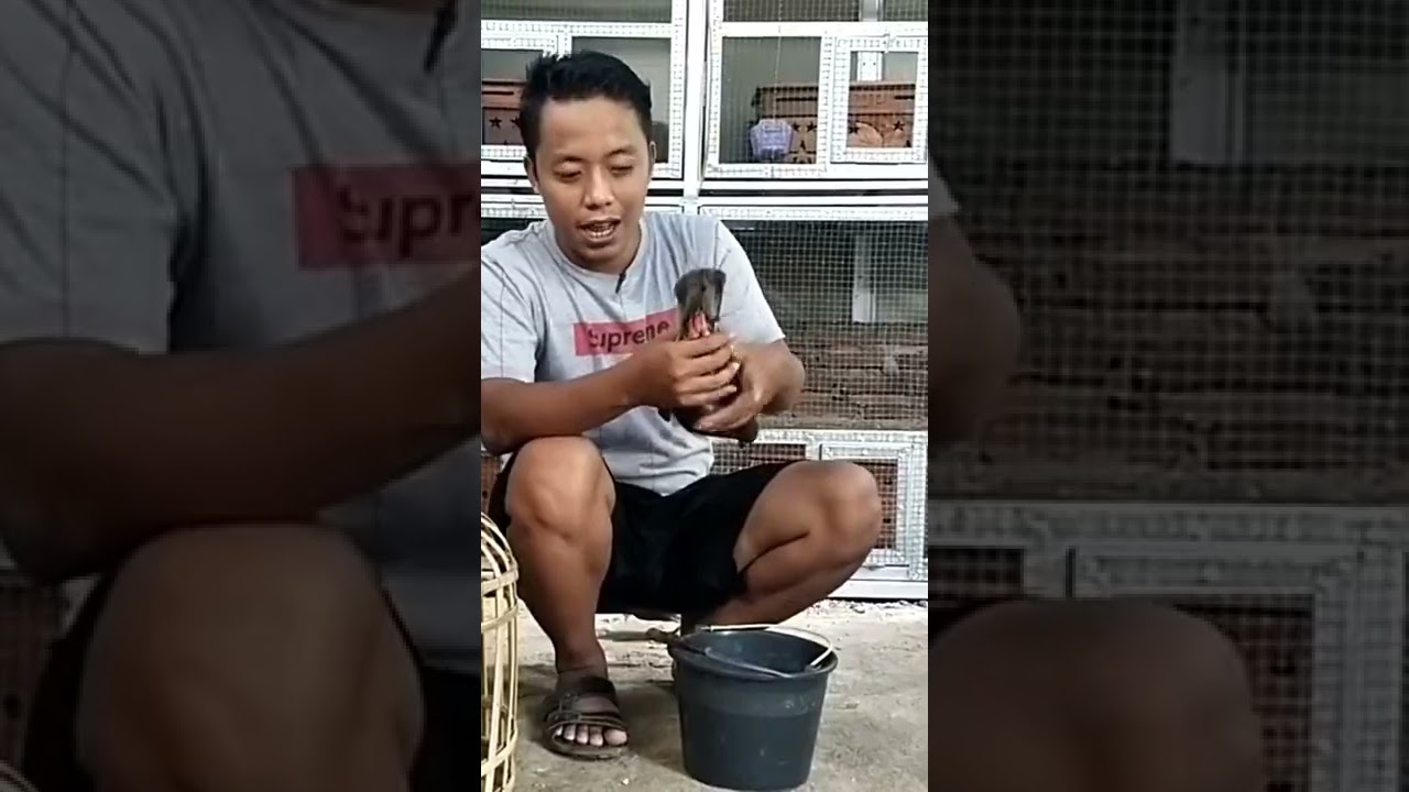 MERPATI TETELO SEMBUH PAKE BAWANG PUTIH