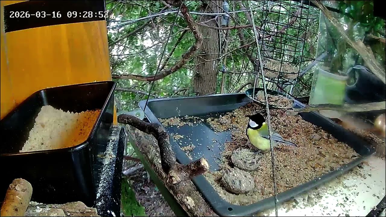 Vormittags an der Nuss-Tanke, Teil 1 (16.03.2026)