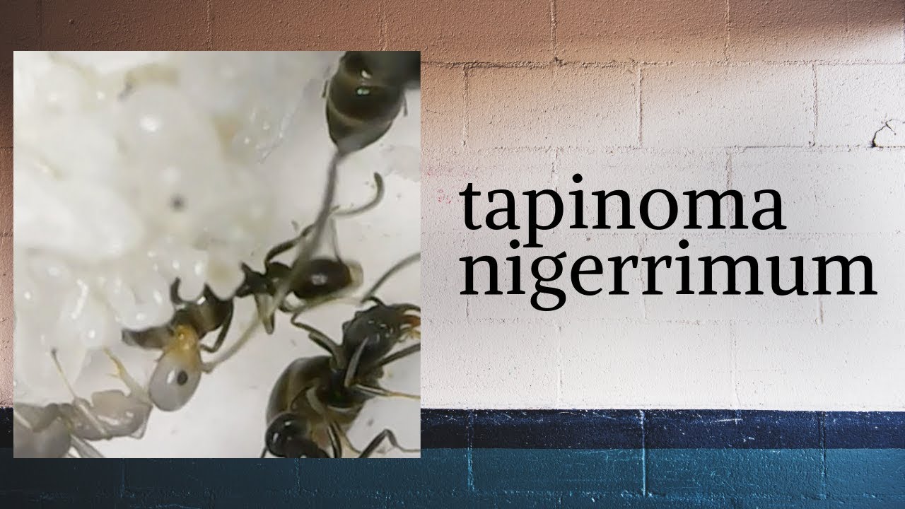 Colonia - Tapinoma Nigerrimum