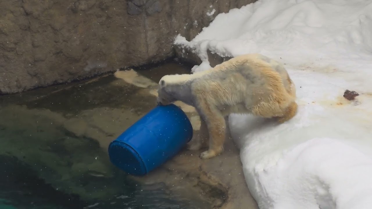 頑張ルルさん 諦めも肝心？ 旭山動物園 ホッキョクグマ シロクマ ルル 20260202 134547801
