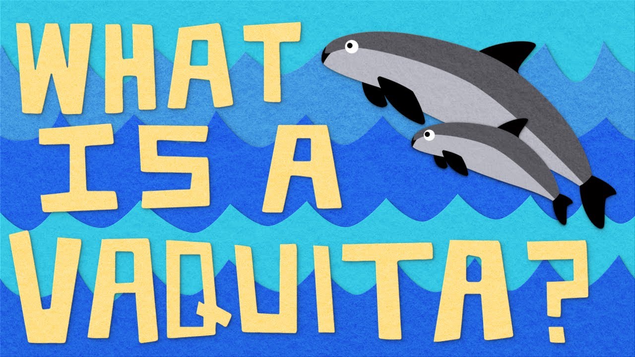 The Vaquita Porpoise Is Tiny, Very Cute, and Very Endangered. 🐬 We Should All Care.