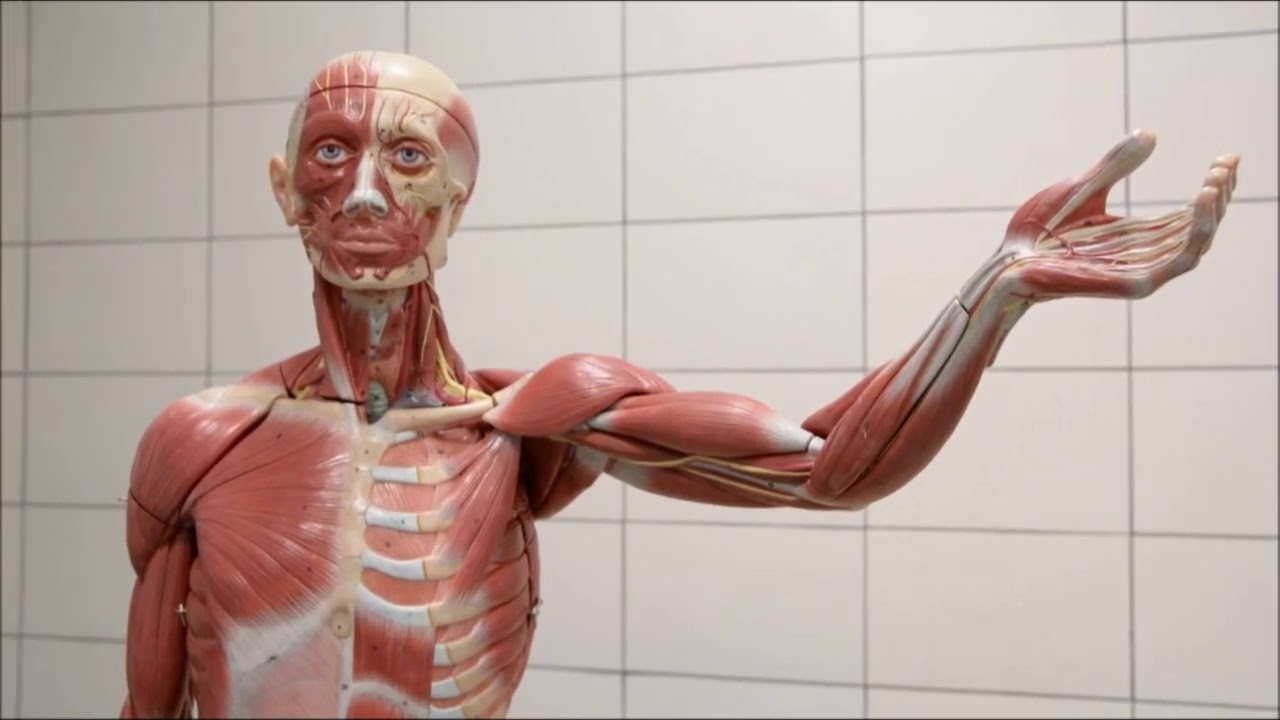 Rotator cuff, kol ön ve arka bölgesi  kasları