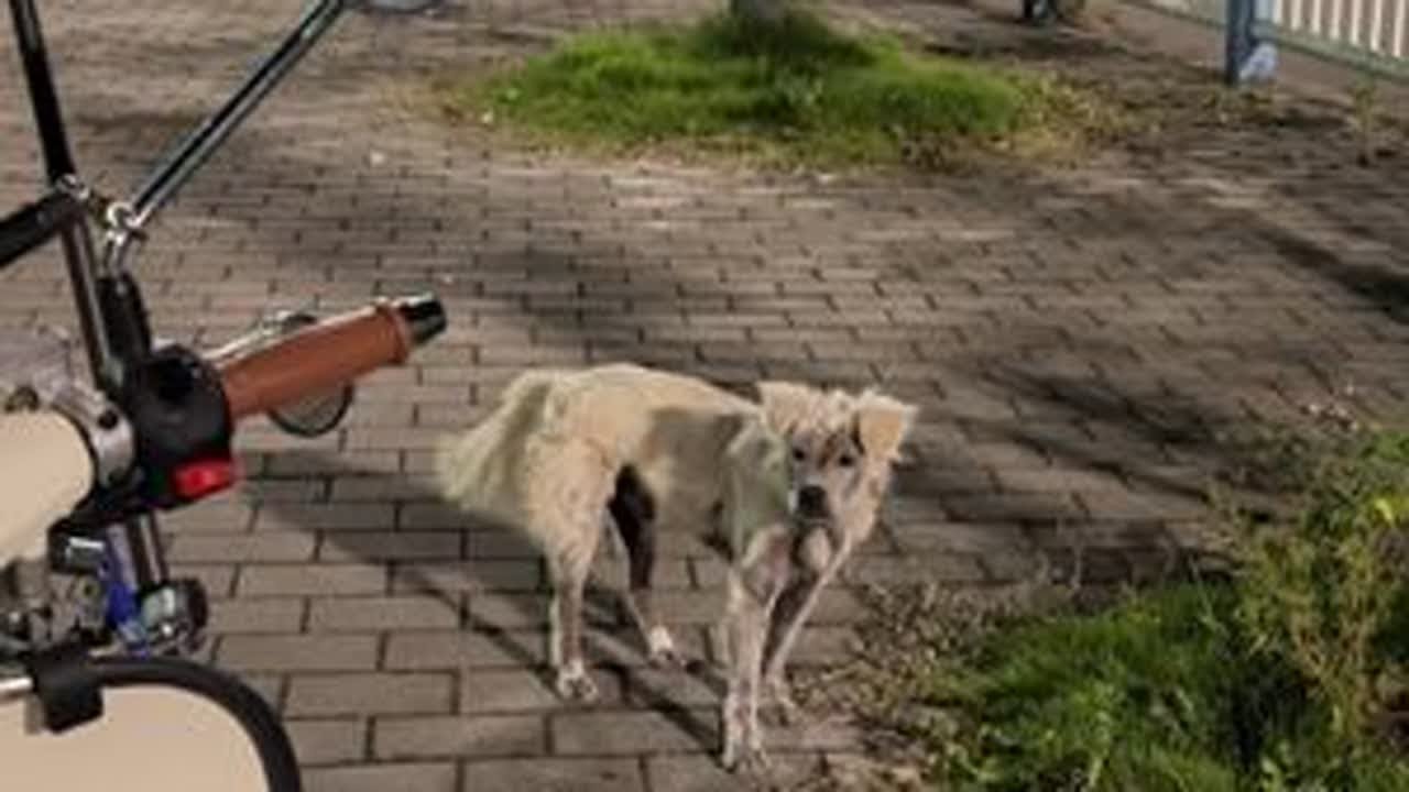 小白奇遇记3🐶今天见到小白的小伙伴啦#小白奇遇记 #重庆流浪狗