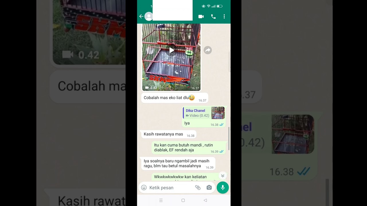 Merawat Kacer jadi mudah 😎😎 | DR KACER NEW