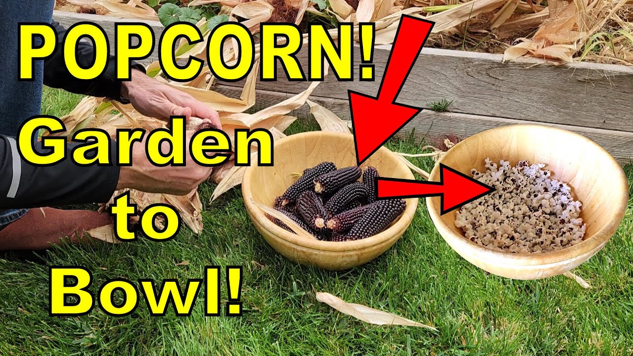 Growing and Popping Your Own Popcorn