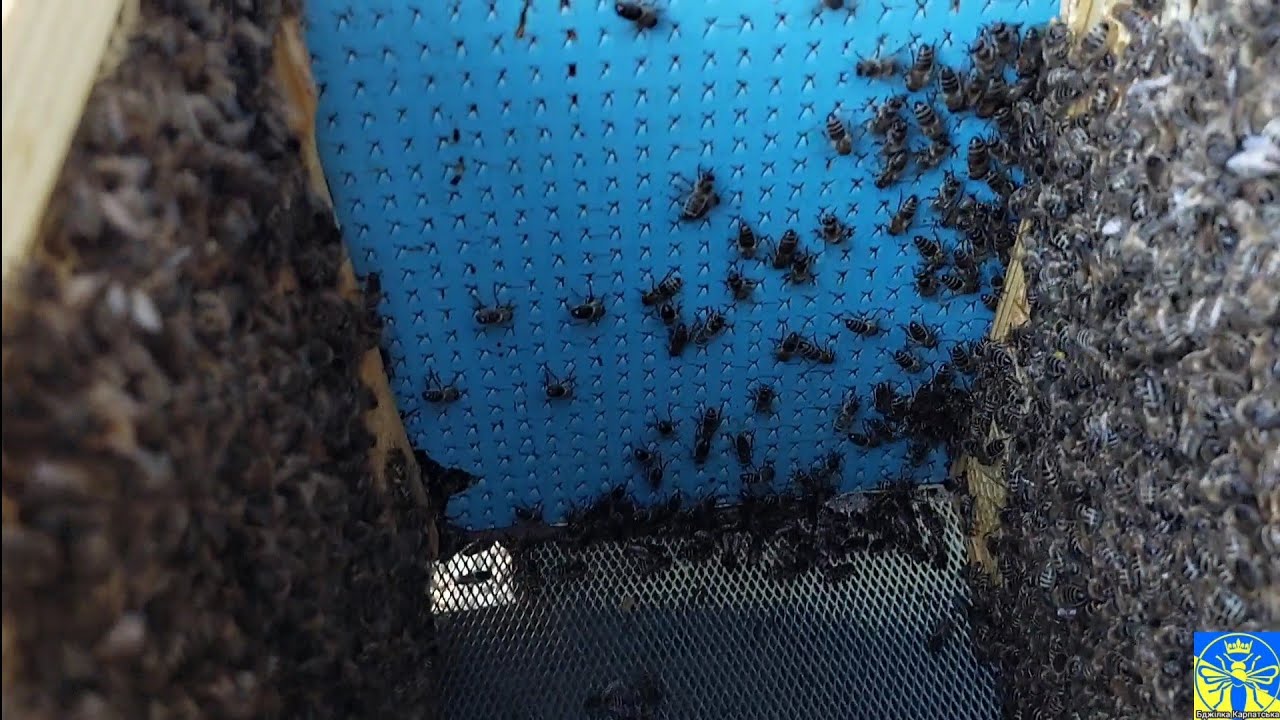 Весняні роботи і вулики з екструдованого пінопласту (06.03.25) 🌞🐝🌞