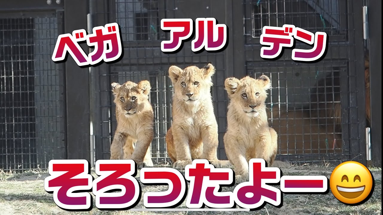 チビーズがそろったよー✌️【三つ子の兄弟妹】 