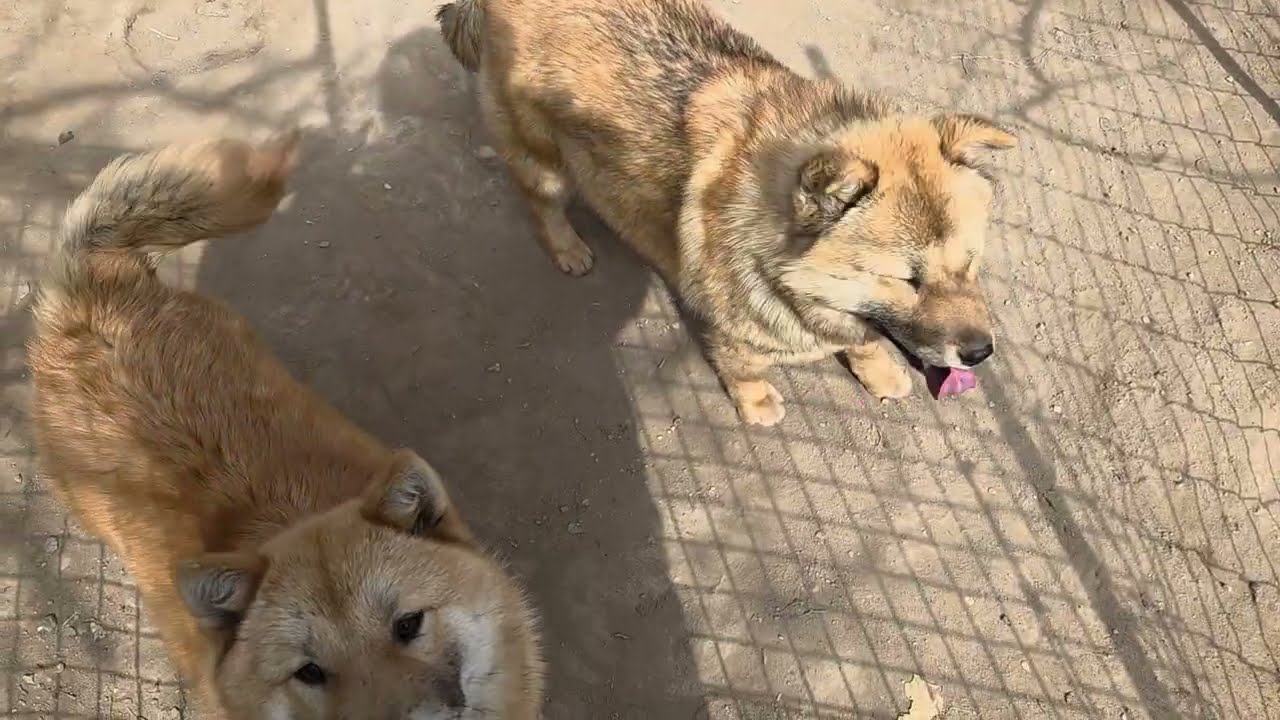 사이좋게 잘노는 멋쟁이들^^Korean Jindo Dog. 