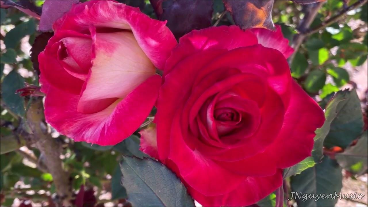 Forever in My Heart (original song) – Bich Tran (Julia) Nguyen [Official Music Video]