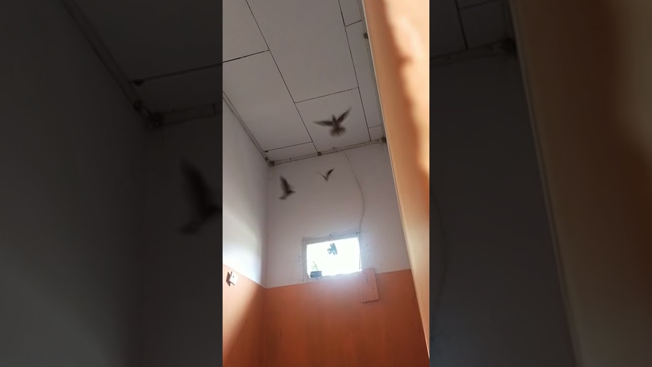 Gunanya jarak plafon dengan LMB 70 SD 100 cm