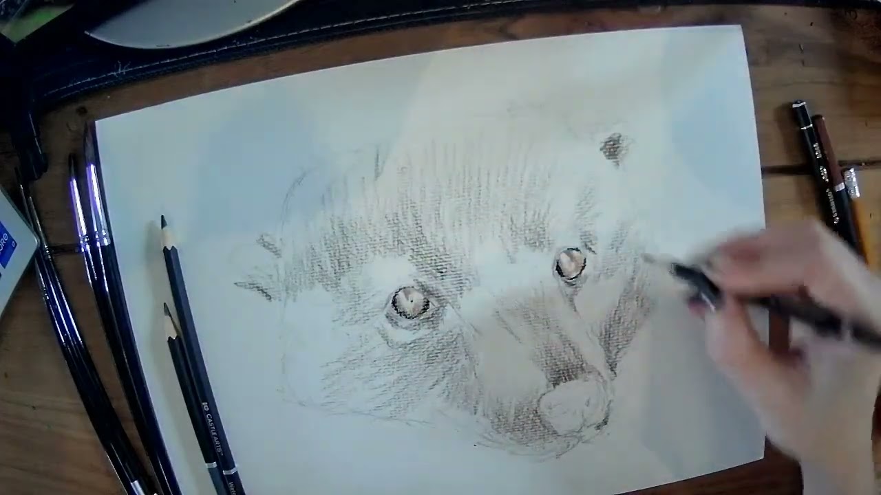 Drawalong with Pip - Binturong