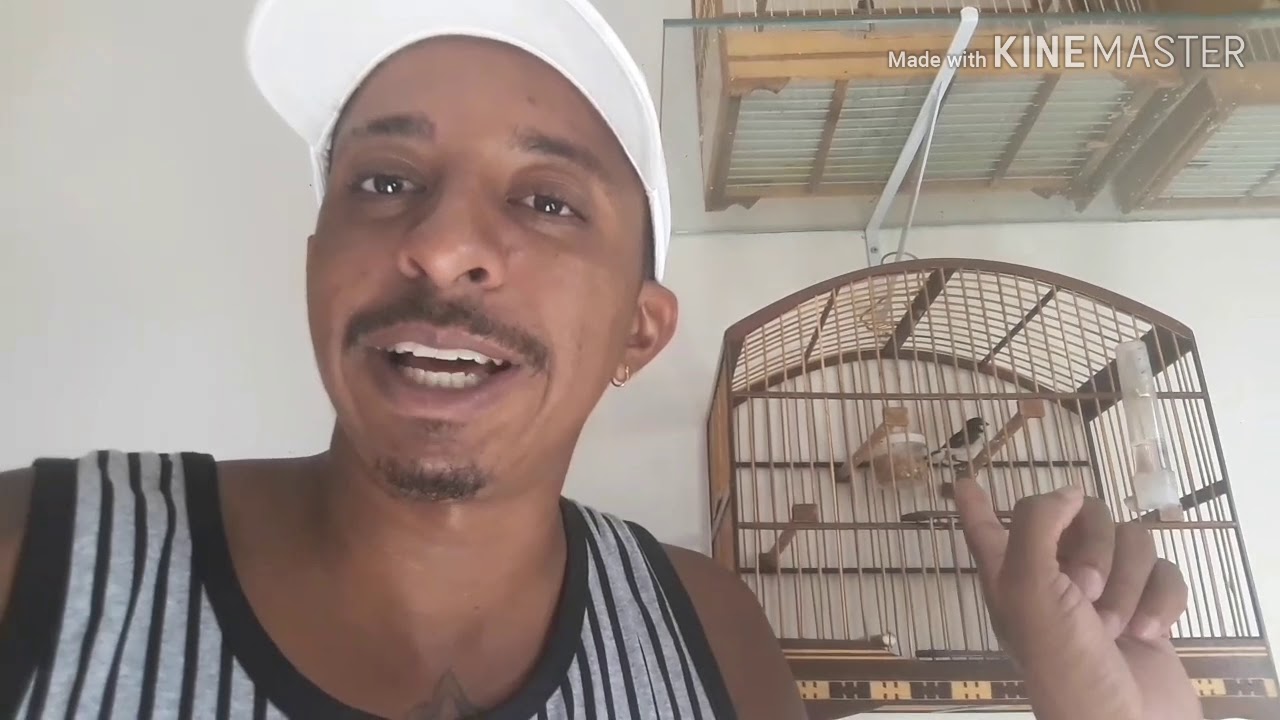 bigodinho se reculperando bem da muda encroada