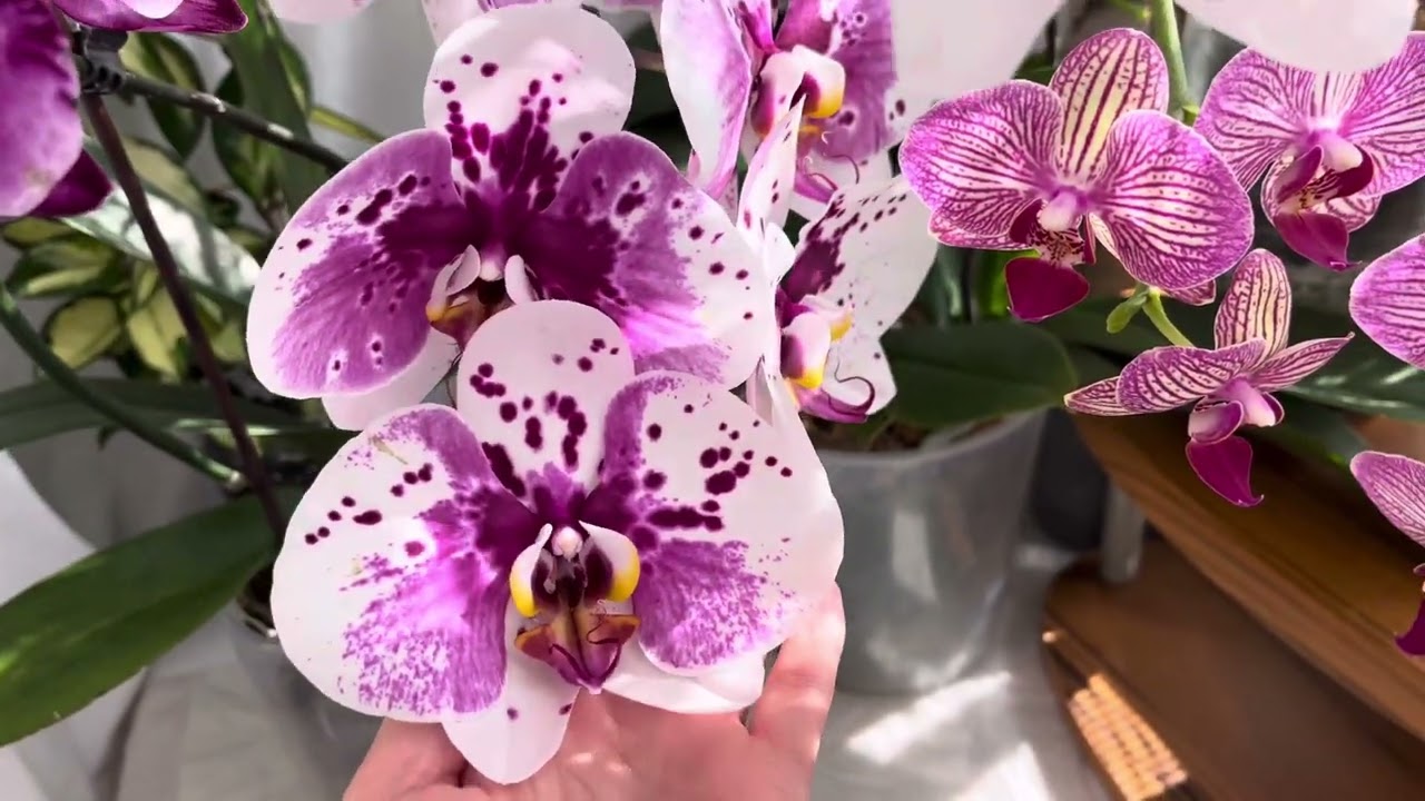 Чому #орхідеї сушать бутони та скидають квіти? 🧐 😉#phalaenopsis #orchid #flowers