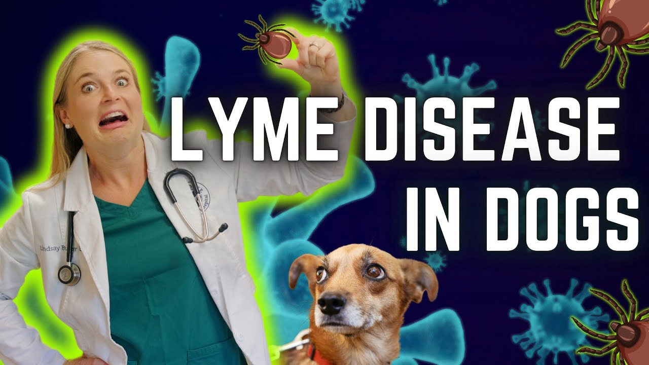 Lyme disease in Dogs!? | Veterinarian Easily Explains