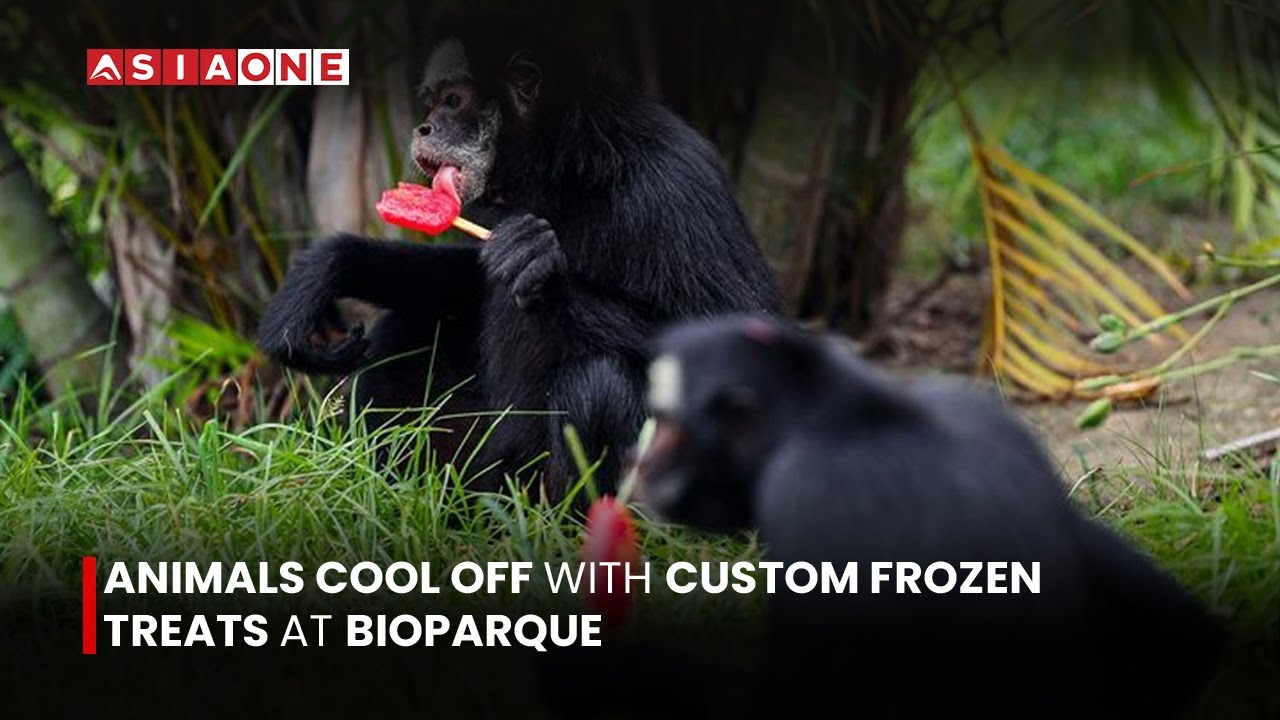 Animals Cool Off With Custom Frozen Treats at BioParque | Asia One News