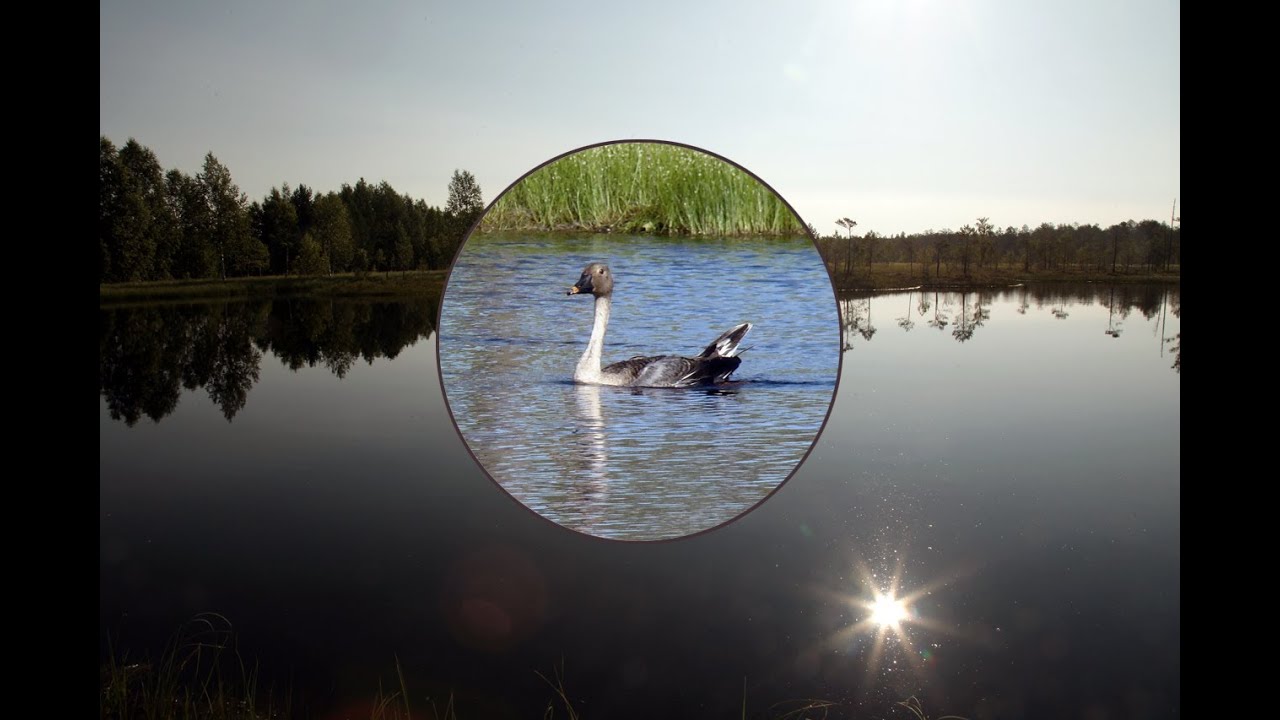 Поиск таёжного гуменника (A. fabalis middendorffi) The search for the Taiga Goose #wildlife #birds